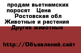 продам вьетнамских  поросят › Цена ­ 1 500 - Ростовская обл. Животные и растения » Другие животные   